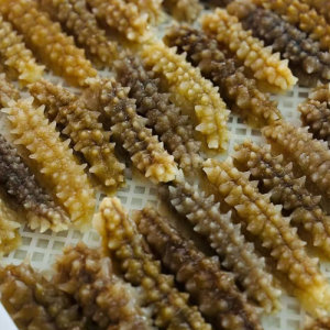 Teripang Nanas (Thelenota ananas) – Prickly Redfish Premium dari Indonesia