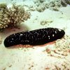 Teripang Koro / Teripang Lumpur (Holothuria leucospilota) – Sea Cucumber Premium Indonesia