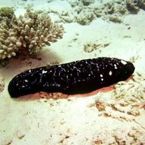 Teripang Koro / Teripang Lumpur (Holothuria leucospilota) – Sea Cucumber Premium Indonesia
