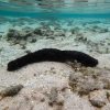 Teripang Pita (Holothuria leucospilota) – Sea Cucumber Hitam Premium Indonesia