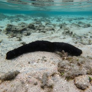 Teripang Pita (Holothuria leucospilota) – Sea Cucumber Hitam Premium Indonesia