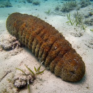 Teripang Getah / Gamat (Stichopus variegatus) – Sea Cucumber Premium dari Indonesia