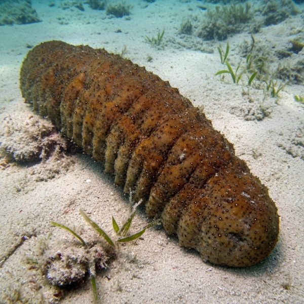 Teripang Getah / Gamat (Stichopus variegatus) – Sea Cucumber Premium dari Indonesia