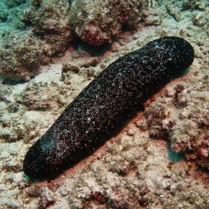 Teripang Batu Abu (Actinopyga miliaris) – Blackfish / Teripang Karang Premium dari Indonesia