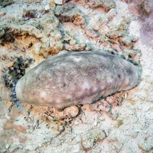 Teripang Putih / Teripang Susu (Actinopyga echinites / White Teatfish) – Premium Sea Cucumber Indonesia