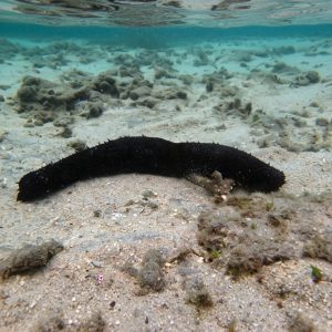 Teripang Pita (Holothuria leucospilota) – Sea Cucumber Hitam Premium Indonesia