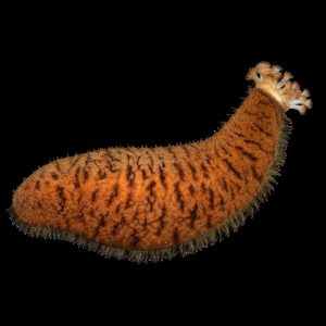 Teripang Batu Merah (Actinopyga echinites) – Red Stonefish Premium Indonesia