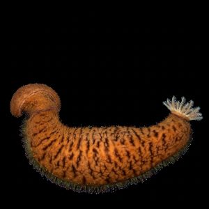 Teripang Batu Merah (Actinopyga echinites) – Red Stonefish Premium Indonesia