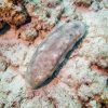 Teripang Putih / Teripang Susu (Actinopyga echinites / White Teatfish) – Premium Sea Cucumber Indonesia