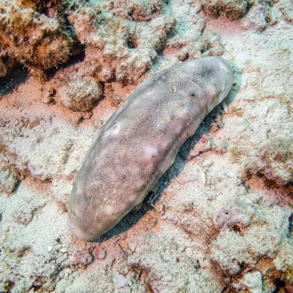 Teripang Putih / Teripang Susu (Actinopyga echinites / White Teatfish) – Premium Sea Cucumber Indonesia