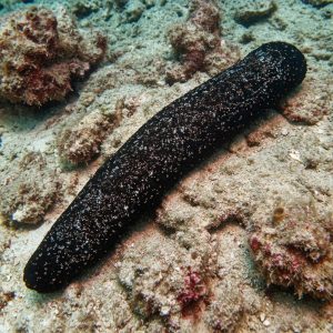 Teripang Batu Abu (Actinopyga miliaris) – Blackfish / Teripang Karang Premium dari Indonesia