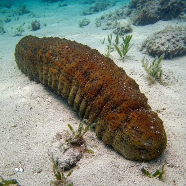 Teripang Getah / Gamat (Stichopus variegatus) – Sea Cucumber Premium dari Indonesia