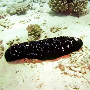 Teripang Koro / Teripang Lumpur (Holothuria leucospilota) – Sea Cucumber Premium Indonesia