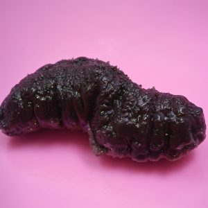 Teripang Keling (Holothuria atra) – Lollyfish / Black Teatfish Premium Indonesia