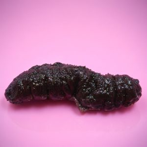 Teripang Keling (Holothuria atra) – Lollyfish / Black Teatfish Premium Indonesia