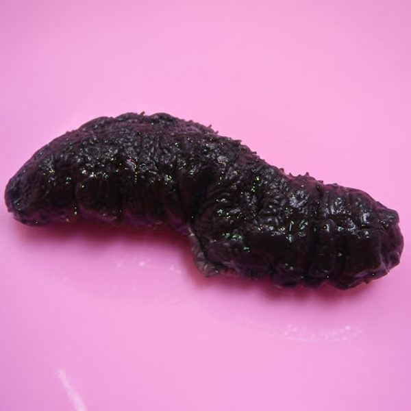 Teripang Keling (Holothuria atra) – Lollyfish / Black Teatfish Premium Indonesia