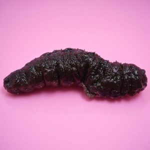 Teripang Keling (Holothuria atra) – Lollyfish / Black Teatfish Premium Indonesia